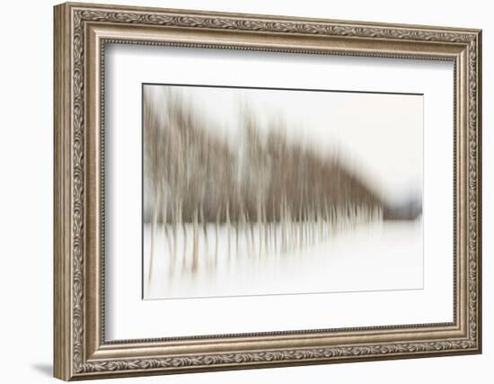 Birch Blur I-Larry Malvin-Framed Photographic Print