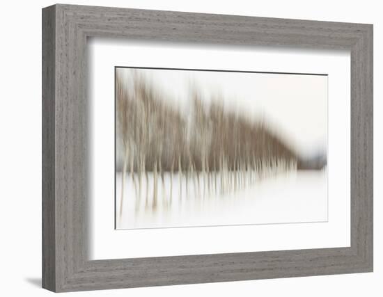 Birch Blur I-Larry Malvin-Framed Photographic Print