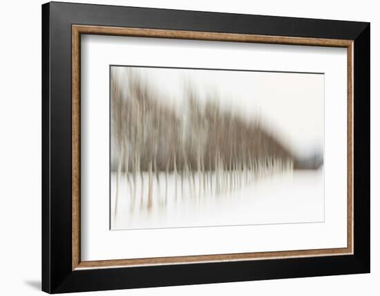 Birch Blur I-Larry Malvin-Framed Photographic Print