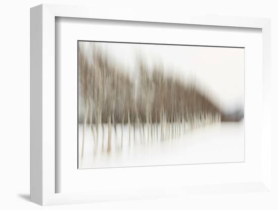 Birch Blur I-Larry Malvin-Framed Photographic Print