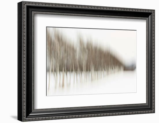 Birch Blur I-Larry Malvin-Framed Photographic Print