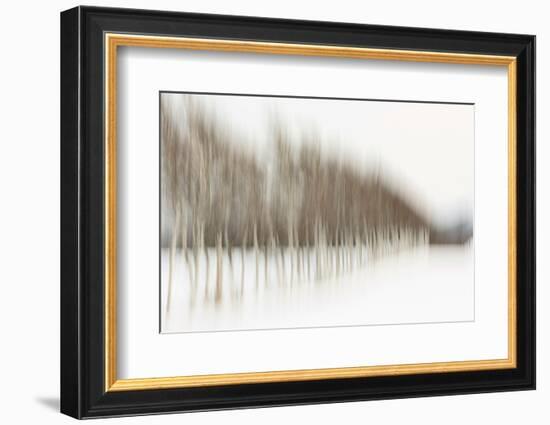 Birch Blur I-Larry Malvin-Framed Photographic Print