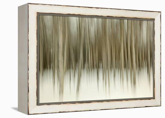 Birch Blur II-Larry Malvin-Framed Premier Image Canvas