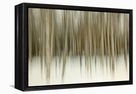 Birch Blur II-Larry Malvin-Framed Premier Image Canvas