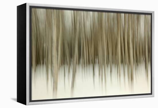 Birch Blur II-Larry Malvin-Framed Premier Image Canvas