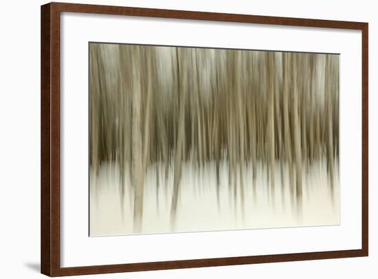 Birch Blur II-Larry Malvin-Framed Photographic Print