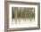 Birch Blur II-Larry Malvin-Framed Photographic Print