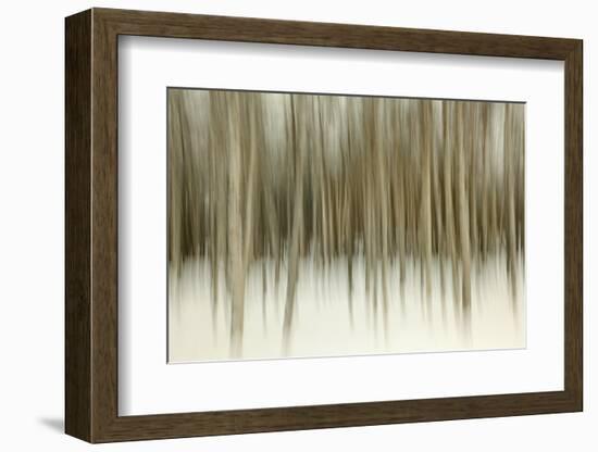 Birch Blur II-Larry Malvin-Framed Photographic Print