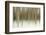 Birch Blur II-Larry Malvin-Framed Photographic Print