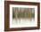 Birch Blur II-Larry Malvin-Framed Photographic Print