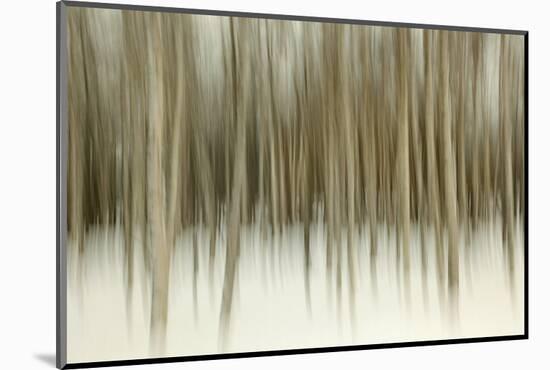 Birch Blur II-Larry Malvin-Mounted Photographic Print