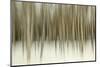 Birch Blur II-Larry Malvin-Mounted Photographic Print