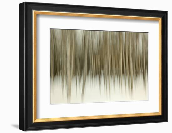 Birch Blur II-Larry Malvin-Framed Photographic Print