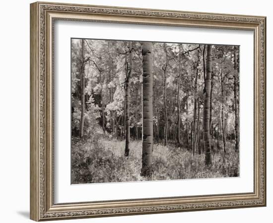 Birch Clearing-Brett Aniballi-Framed Art Print