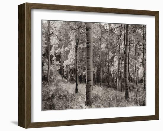 Birch Clearing-Brett Aniballi-Framed Art Print