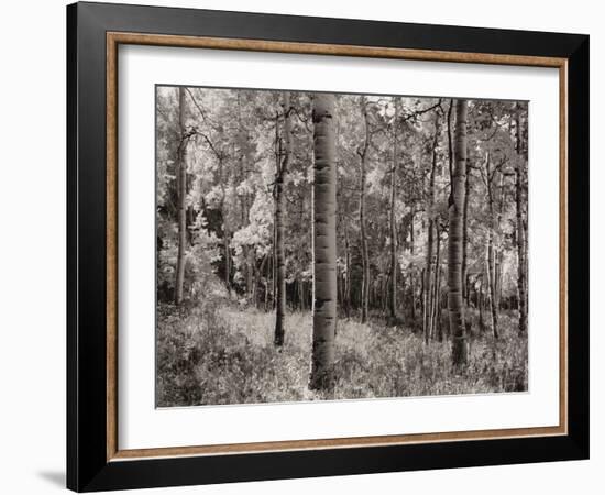 Birch Clearing-Brett Aniballi-Framed Art Print