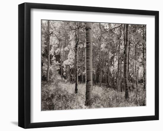 Birch Clearing-Brett Aniballi-Framed Art Print