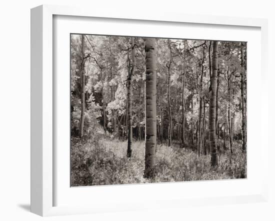 Birch Clearing-Brett Aniballi-Framed Art Print