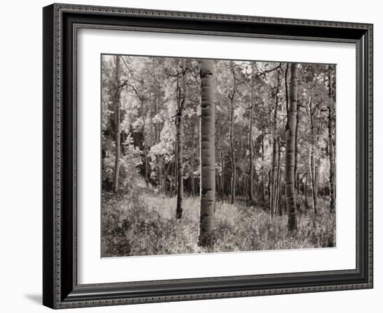 Birch Clearing-Brett Aniballi-Framed Art Print