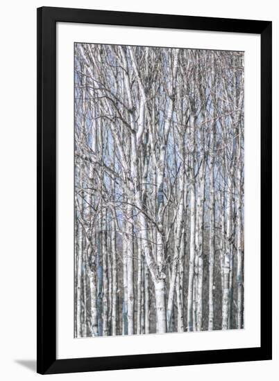 Birch Copse-Assaf Frank-Framed Giclee Print