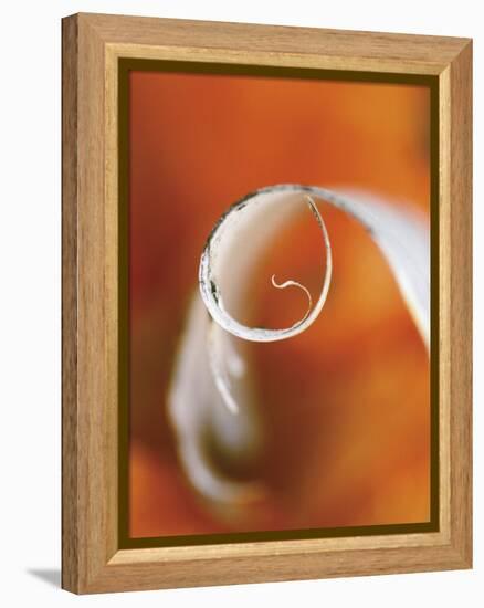 Birch Curl in Fall with Maple Leaf Background-Nancy Rotenberg-Framed Premier Image Canvas