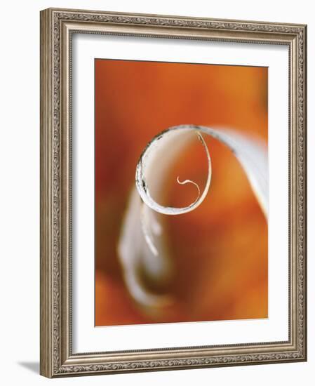 Birch Curl in Fall with Maple Leaf Background-Nancy Rotenberg-Framed Photographic Print