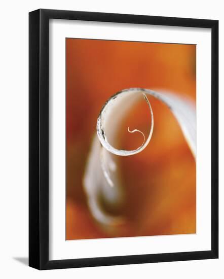 Birch Curl in Fall with Maple Leaf Background-Nancy Rotenberg-Framed Photographic Print