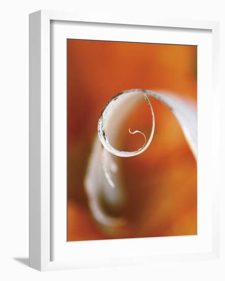 Birch Curl in Fall with Maple Leaf Background-Nancy Rotenberg-Framed Photographic Print