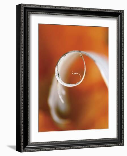 Birch Curl in Fall with Maple Leaf Background-Nancy Rotenberg-Framed Photographic Print