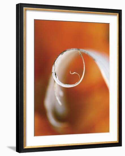 Birch Curl in Fall with Maple Leaf Background-Nancy Rotenberg-Framed Photographic Print