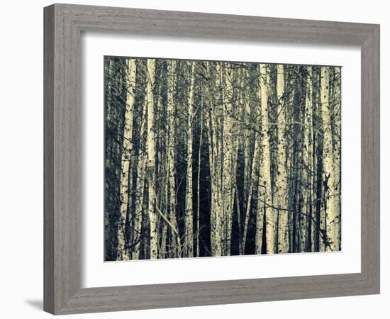 Birch Dream-Robin Dickinson-Framed Art Print