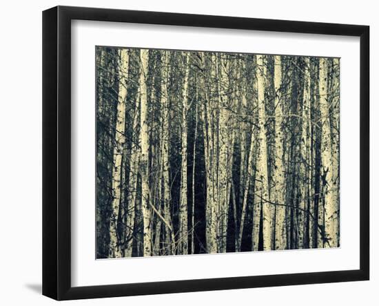 Birch Dream-Robin Dickinson-Framed Art Print