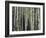 Birch Dream-Robin Dickinson-Framed Art Print