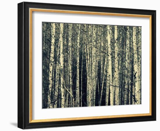 Birch Dream-Robin Dickinson-Framed Art Print