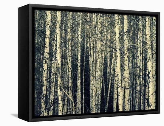 Birch Dream-Robin Dickinson-Framed Stretched Canvas