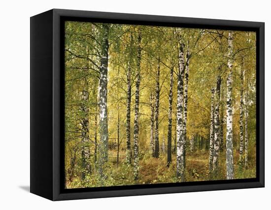 Birch Forest in Early Autumn-Thonig-Framed Premier Image Canvas