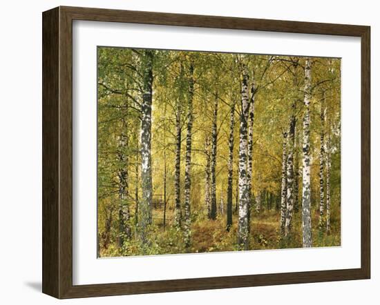 Birch Forest in Early Autumn-Thonig-Framed Photographic Print