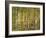 Birch Forest in Early Autumn-Thonig-Framed Photographic Print