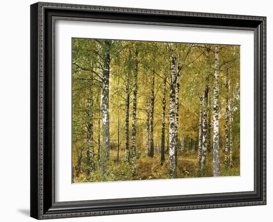 Birch Forest in Early Autumn-Thonig-Framed Photographic Print