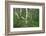 Birch Forest in Iceland-Paul Souders-Framed Photographic Print