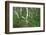 Birch Forest in Iceland-Paul Souders-Framed Photographic Print