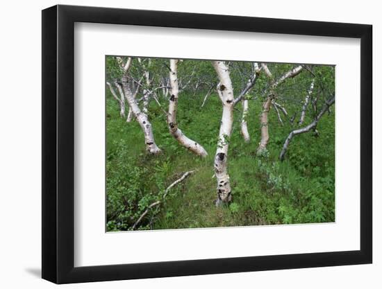 Birch Forest in Iceland-Paul Souders-Framed Photographic Print