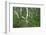 Birch Forest in Iceland-Paul Souders-Framed Photographic Print