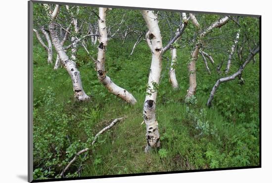 Birch Forest in Iceland-Paul Souders-Mounted Photographic Print