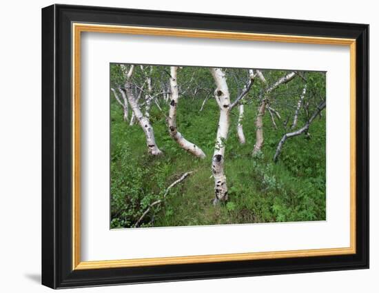 Birch Forest in Iceland-Paul Souders-Framed Photographic Print