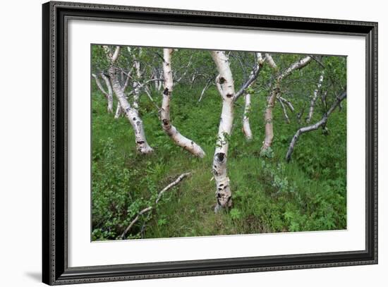 Birch Forest in Iceland-Paul Souders-Framed Photographic Print