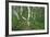 Birch Forest in Iceland-Paul Souders-Framed Photographic Print