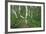 Birch Forest in Iceland-Paul Souders-Framed Photographic Print