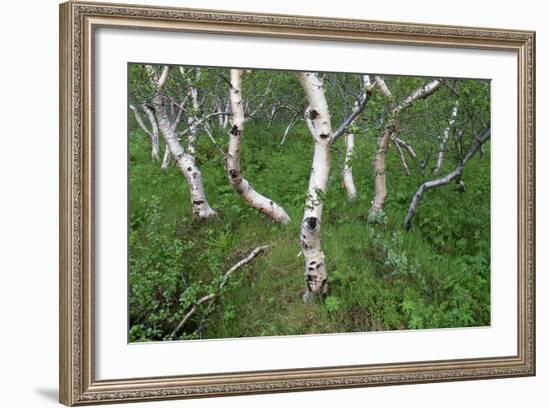 Birch Forest in Iceland-Paul Souders-Framed Photographic Print