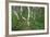 Birch Forest in Iceland-Paul Souders-Framed Photographic Print